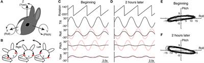 Lasting alteration of spatial orientation induced by passive motion in rabbits and its possible relevance to mal de débarquement syndrome